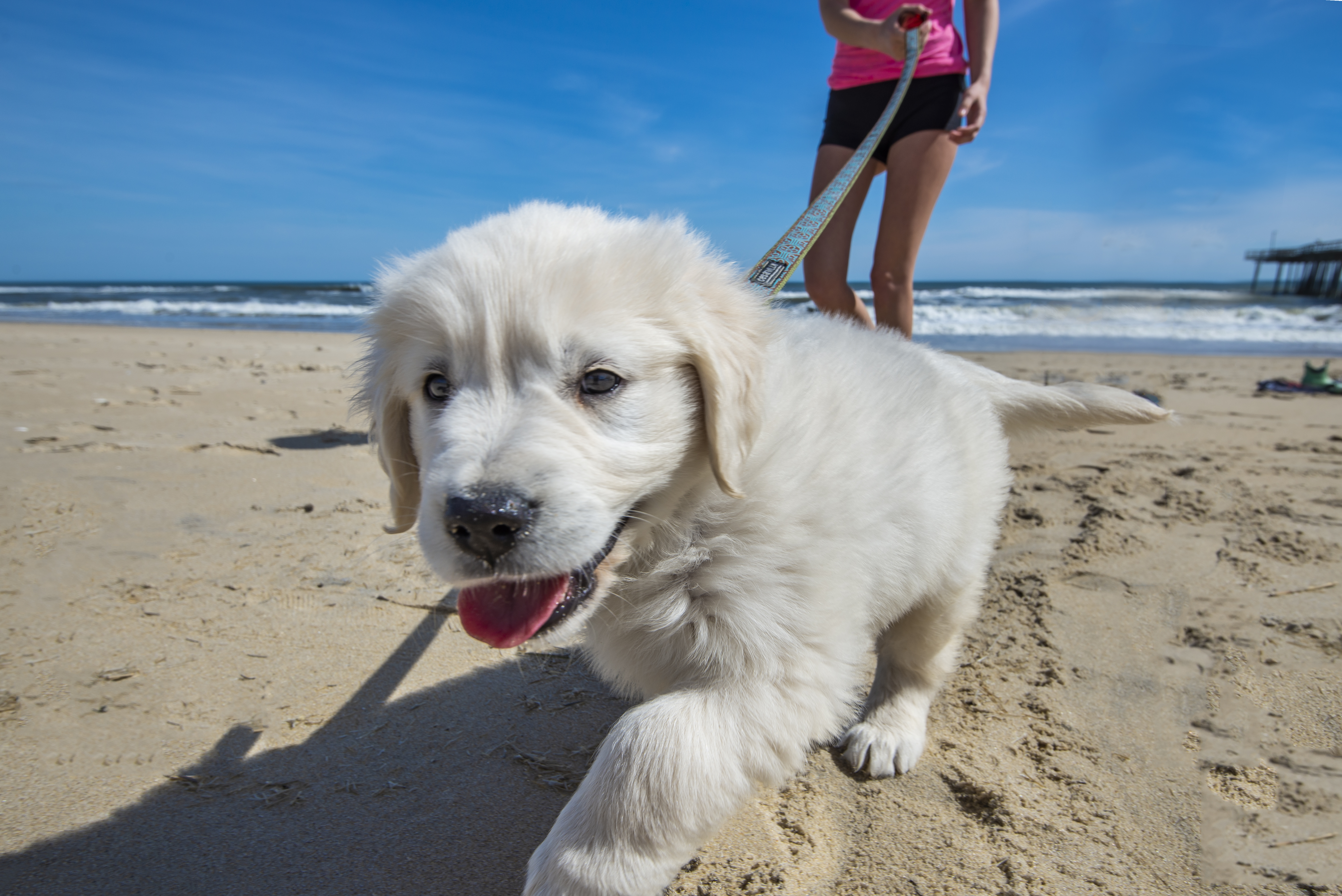 Dog Beach Safety: Tips for Your Pets at the OBX 